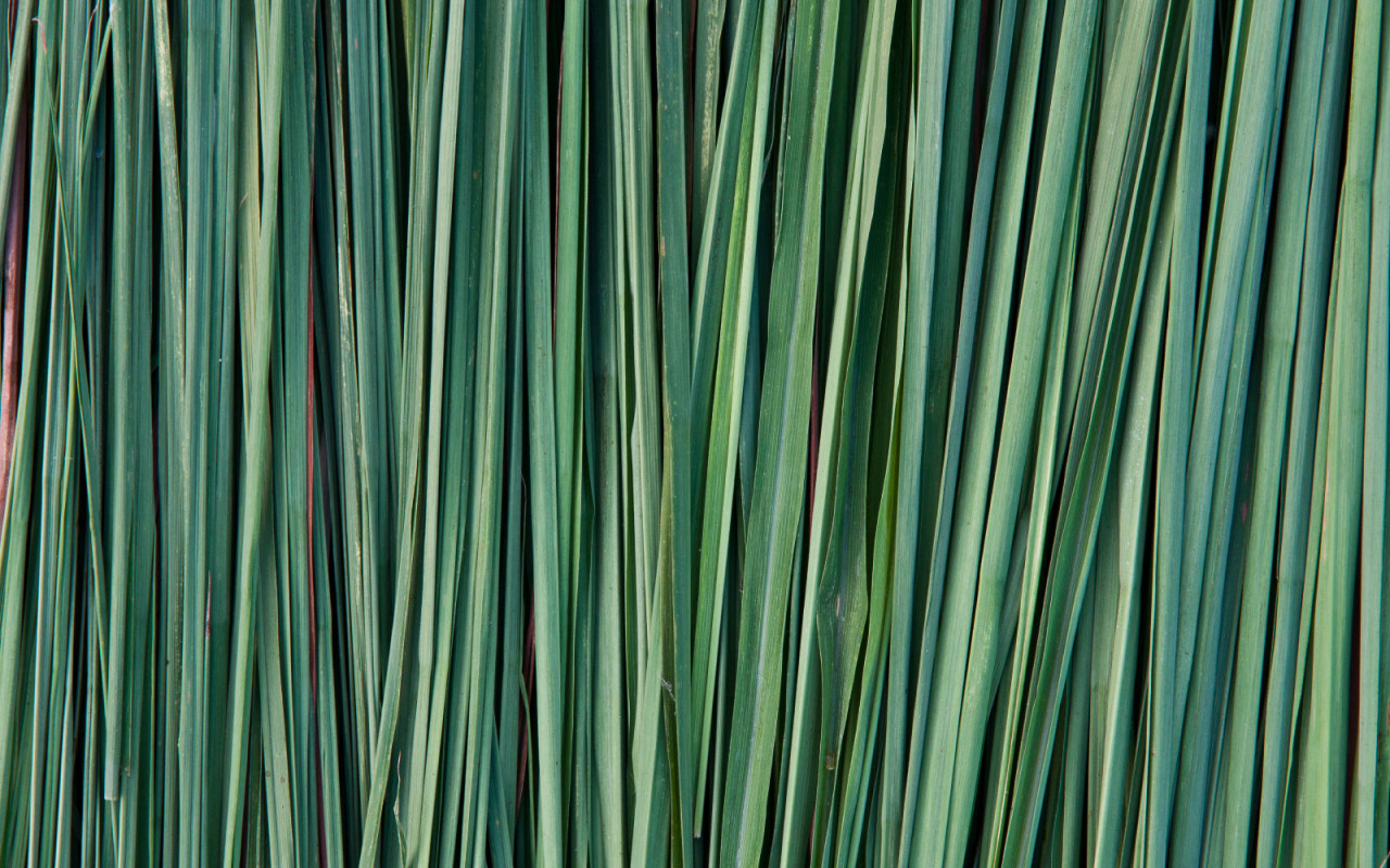 stephanus-lemongrass-oil-1600x1000